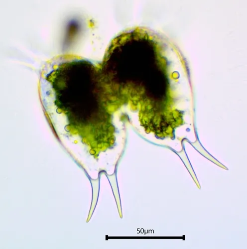 Staurastrum longispinum