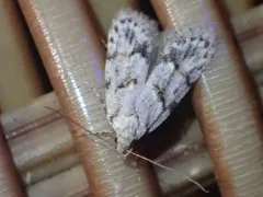 Symmoca signatella thumbnail 2