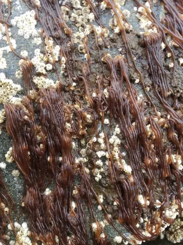 Sea Noodle