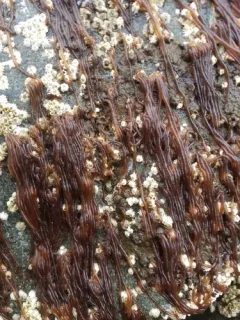 Sea Noodle thumbnail 1