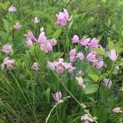 Rose Pogonia thumbnail 3