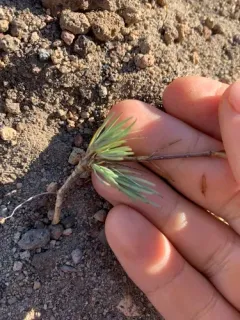 Crater Lake Sandwort thumbnail 3