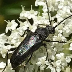 Lepturopsis dolorosa thumbnail 3