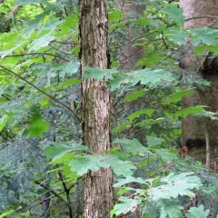 white oak thumbnail 3