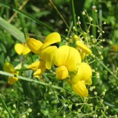 bird's-foot trefoil thumbnail 5