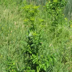 wild parsnip thumbnail 3