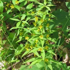 whorled loosestrife thumbnail 2