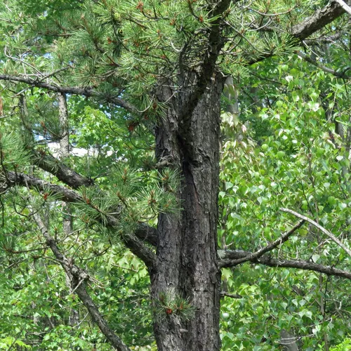 pitch pine