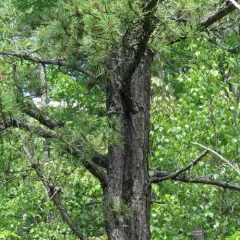 pitch pine thumbnail 1