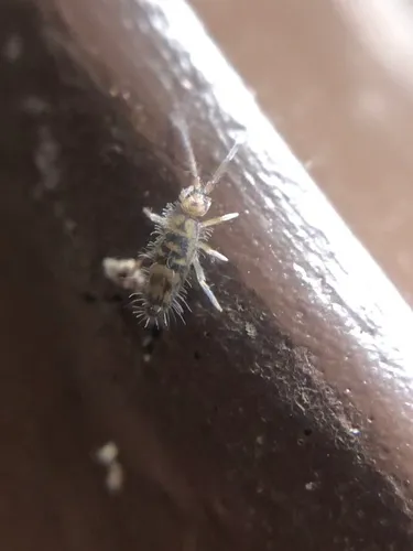 Entomobrya comparata