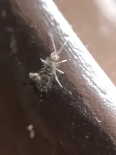 Entomobrya comparata thumbnail 1