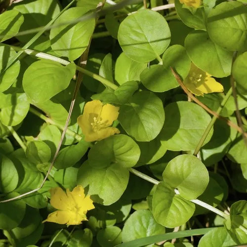 creeping Jenny