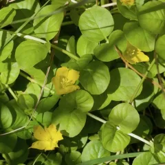 creeping Jenny thumbnail 1
