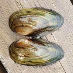 Eastern Floater thumbnail 4