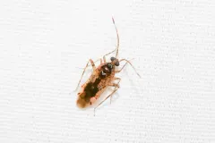 Eustictus salicicola thumbnail 1