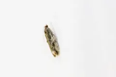Proteoteras obnigrana thumbnail 3