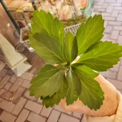 Japanese pachysandra thumbnail 3