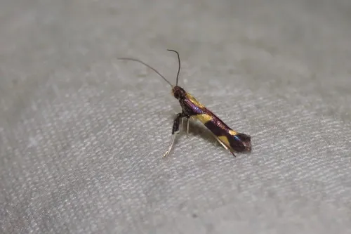 Caloptilia anthobaphes
