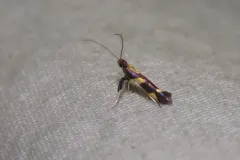 Caloptilia anthobaphes thumbnail 1