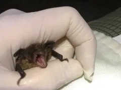 Yuma Myotis thumbnail 3