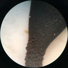 Common Black Earth Tongue thumbnail 3