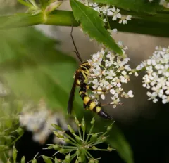 Ichneumon annulatorius thumbnail 2