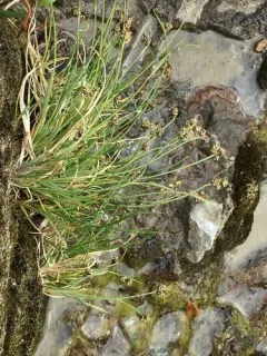 Two-color Sedge thumbnail 2