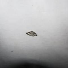 Common Carpet Moth thumbnail 3