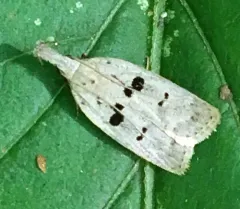 Glenn's Dichomeris Moth thumbnail 2