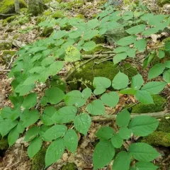 American spikenard thumbnail 4