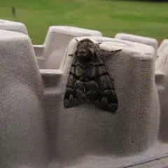 Eastern Panthea Moth thumbnail 4