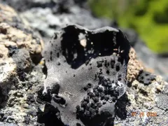 Roughened Rocktripe Lichen thumbnail 2