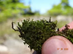 Blunt-leaved Earwort thumbnail 2