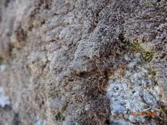 Braided Frostwort thumbnail 4