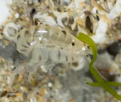 Proboscinotus loquax thumbnail 1