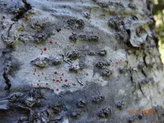 Northern Crimson Dot Lichen thumbnail 2