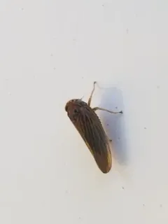 Constricted Leafhopper thumbnail 1
