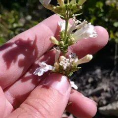Hot Rock Penstemon thumbnail 2