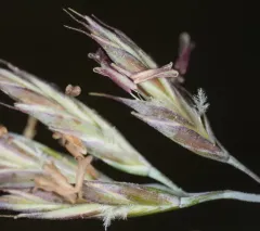 Sand Fescue thumbnail 1