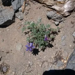 Dwarf Lupine thumbnail 2