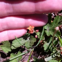 Crater Lake currant thumbnail 2