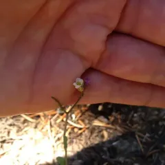 Howell's rockcress thumbnail 2