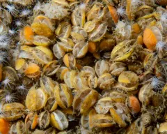 Northern Lampshell thumbnail 1