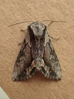 Hyppa brunneicrista thumbnail 3