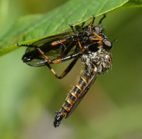 Nevadasilus auriannulatus