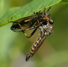 Nevadasilus auriannulatus thumbnail 1