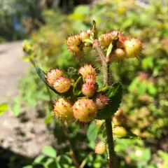 Spiny Leaf Gall Wasp thumbnail 3