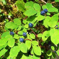 Oval-leaf Blueberry thumbnail 2