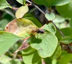 Golden Copperback thumbnail 2