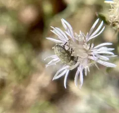 Lesser Knapweed Flower Weevil thumbnail 2